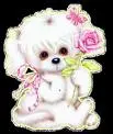 Cute Puppy