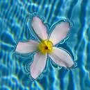 Flower In Water