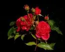 Red rose