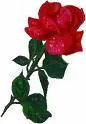 Red rose