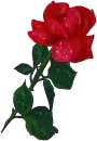 red rose