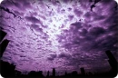 Purple Sky