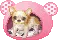 cute puppy