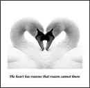 Swans