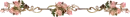 pink roses
