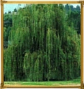 shows' willow