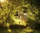 beautiful horse