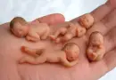 babies made out of frosting