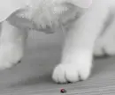 kitty and ladybird