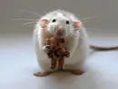 mousey and teddy how sweet