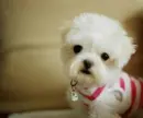 tiny dog!