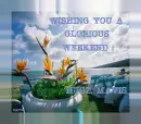 BIRD OF PARADISE-MAVIS-WEEKEND