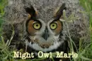 Owl