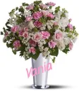 Light Pink Roses - Vania