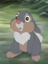 Hare.