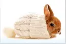 cute bunny!