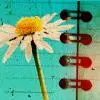 daisy notebook