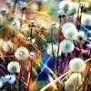 dandelions