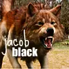 New Moon Jacob Black Werewolf