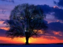 Wolf in tree
