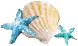 SEA SHELLS