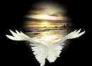 ANGELS