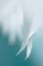 ANGELS