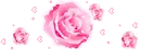 Pink Rose