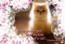 â™¥Beyoo-tee-ful kitty!!â™¥