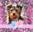 â™¥PUPPY WUVZ YOU!â™¥