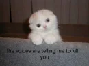 Evil Cat