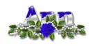 Blue rose-Ann