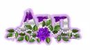 Purple rose-Ann