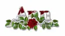 Red rose-Ann