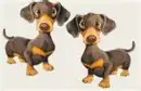 puppies