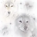 WOLVES - BG