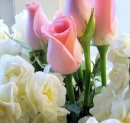 rosas