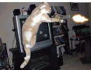 Shooting Cat
