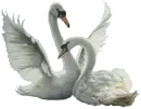 Swan Dance 2