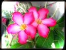 Sunset Flower Background