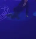 Stephane Lambiel
