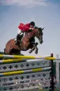 horse