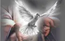 Dove