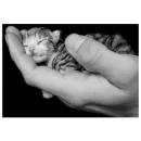 a cat