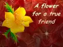 FRIENDSHIP