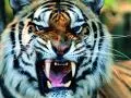 a tiger