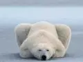 a polar bear