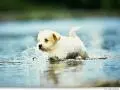 a puppy