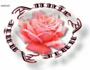  rose for Annie