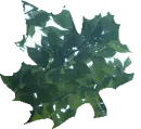 LEAFY LEAF
